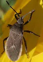Catorhintha apicalis - photo 4