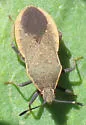 Catorhintha apicalis - photo 5