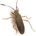Catorhintha divergens