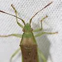 Catorhintha divergens - photo 2