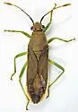 Catorhintha flava