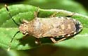 Catorhintha guttula