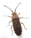 Catorhintha guttula - photo 2