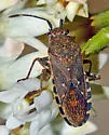Catorhintha guttula - photo 3