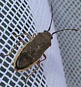 Catorhintha guttula - photo 4