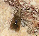 Catorhintha guttula - photo 5