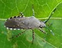 Catorhintha mendica