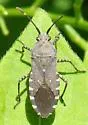 Catorhintha mendica - photo 2