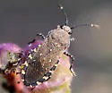 Catorhintha mendica - photo 3