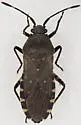 Catorhintha mendica - photo 4