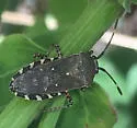 Catorhintha mendica - photo 5