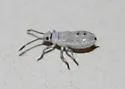 Catorhintha selector