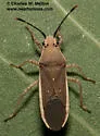 Catorhintha selector - photo 2