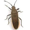 Catorhintha selector - photo 3