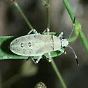 Catorhintha selector - photo 4
