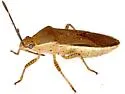 Catorhintha selector - photo 5