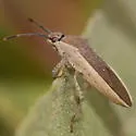 Catorhintha texana