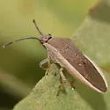 Catorhintha texana - photo 2