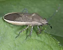 Catorhintha texana - photo 3