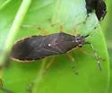 Catorhintha viridipes