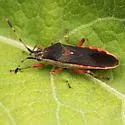 Catorhintha viridipes - photo 2