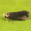 Cauchas dietziella sp. grp. - Hodges#0212