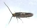 Cauchas dietziella sp. grp. - Hodges#0212 - photo 2