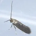 Cauchas dietziella sp. grp. - Hodges#0212 - photo 3