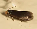 Cauchas dietziella sp. grp. - Hodges#0212 - photo 4