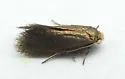 Cauchas dietziella sp. grp. - Hodges#0212 - photo 5