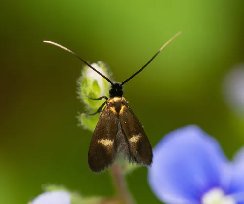 Cauchas fibulella - photo 4