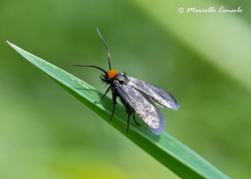 Cauchas rufifrontella - photo 2