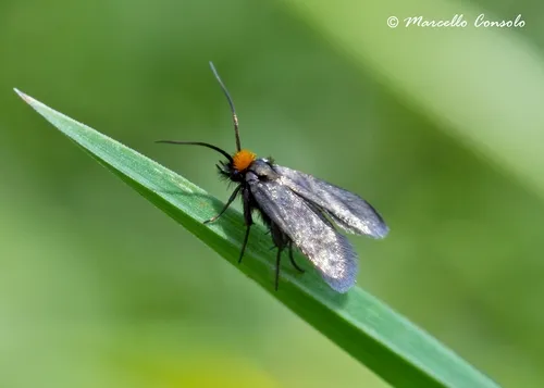 Cauchas rufifrontella - photo 3