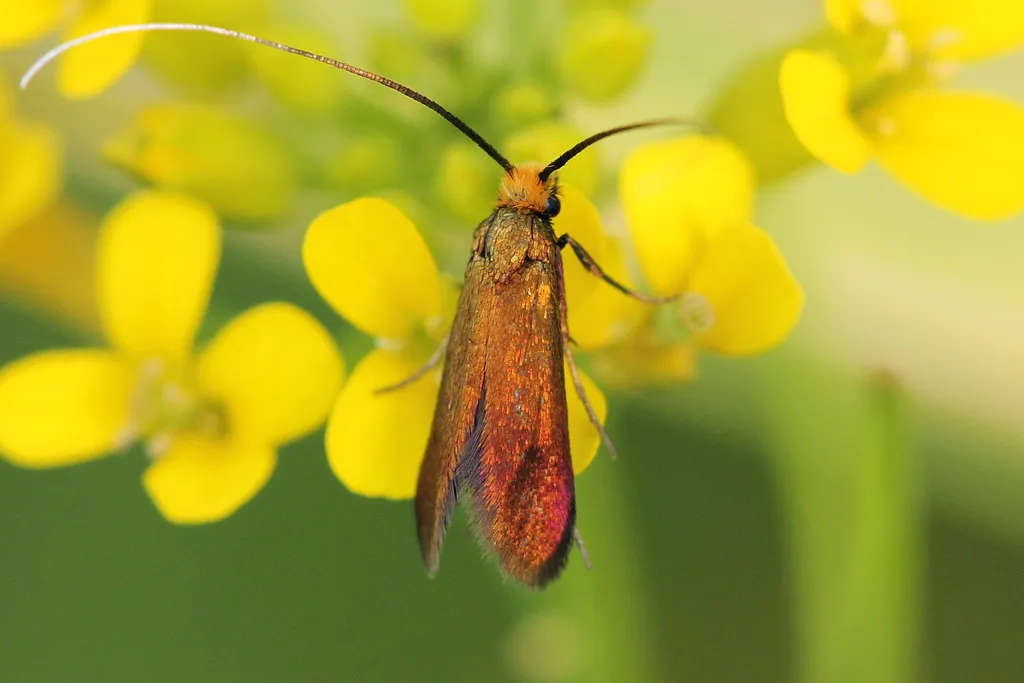 Cauchas rufimitrella - photo 2