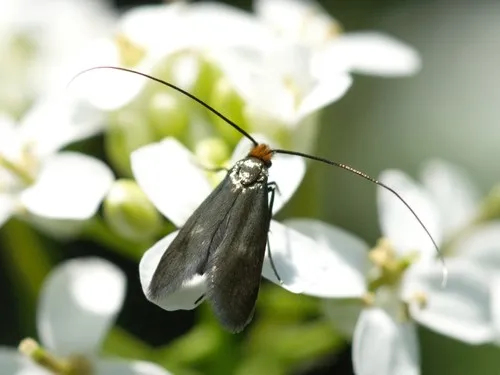 Cauchas rufimitrella - photo 3
