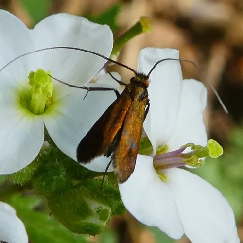 Cauchas rufimitrella - photo 4