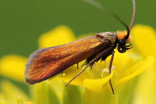Cauchas rufimitrella - photo 6