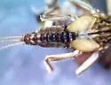 Caudatella heterocaudata - photo 2