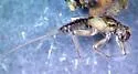 Caudatella heterocaudata - photo 3