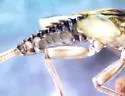 Caudatella heterocaudata - photo 4