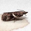 Crescent-winged Caudellia - Hodges#6012