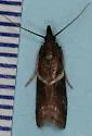 Crescent-winged Caudellia - Hodges#6012 - photo 2