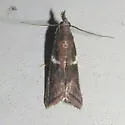 Crescent-winged Caudellia - Hodges#6012 - photo 3