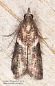 Crescent-winged Caudellia - Hodges#6012 - photo 4