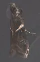 Crescent-winged Caudellia - Hodges#6012 - photo 5