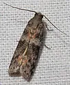 Caudellia nigrella - Hodges#6014 - photo 3