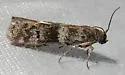 Caudellia nigrella - Hodges#6014 - photo 4