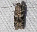 Caudellia nigrella - Hodges#6014 - photo 5