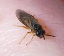 Caulocampus acericaulis