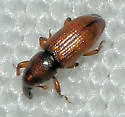 Caulophilus dubius - photo 2
